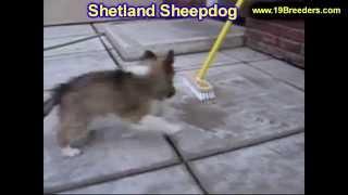 puppies for sale in eau wi shetland sheepdog puppies for sale in eau wi shetland sheepdog