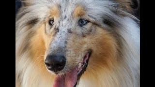 puppies for sale in lubbock sheepdog dallas puppies for sale in lubbock sheepdog dallas