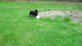 aloha yorkies bob the schipperke w junebug hazeldale park aloha or aloha yorkies bob the schipperke w junebug hazeldale park aloha or